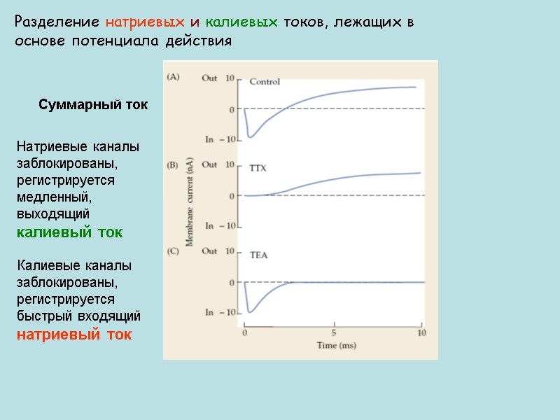 Разделение натриевых и калиевых токов, лежащих в основе потенциала действия Суммарный ток Натриевые каналы